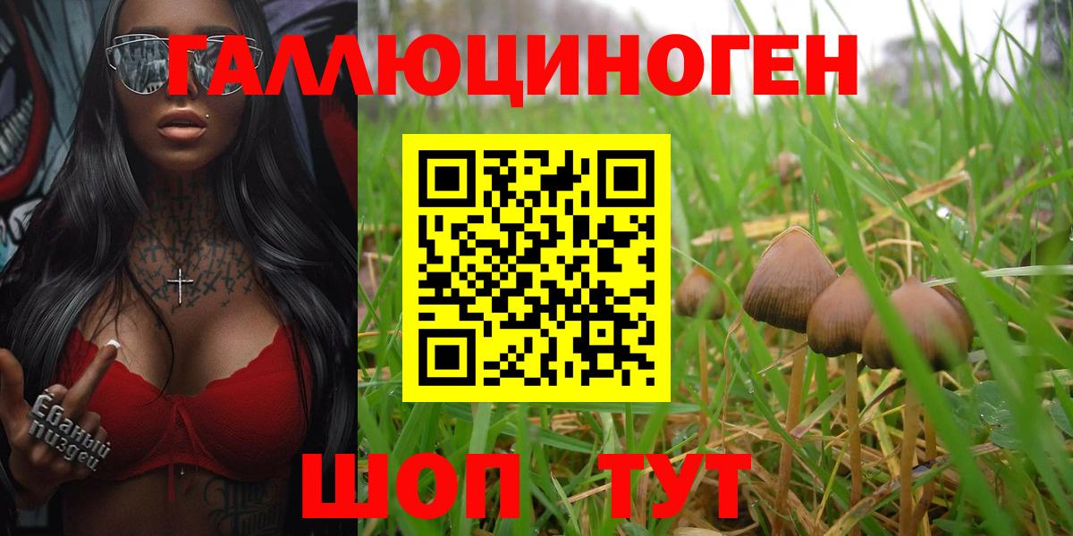 Гудермес  Галлюциногенные грибы Psilocybine cubensis  Вход с VPN 